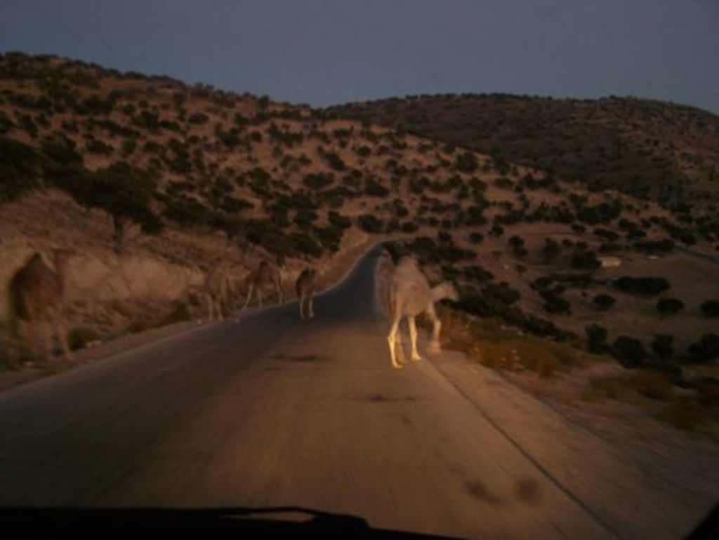 Fig. 5: Traffic jam on the road to Wadi Mousa (photo: S. Hoffmann)