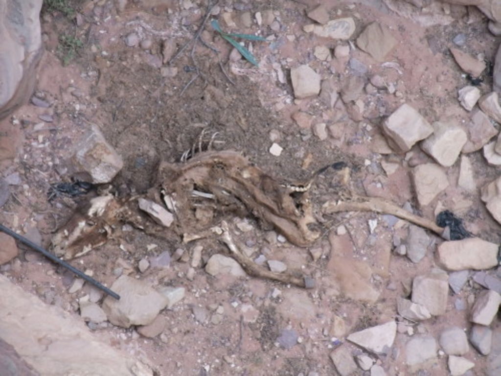 Fig. 21: A dead donkey fallen down (or pushed over the edge of) a cliff.