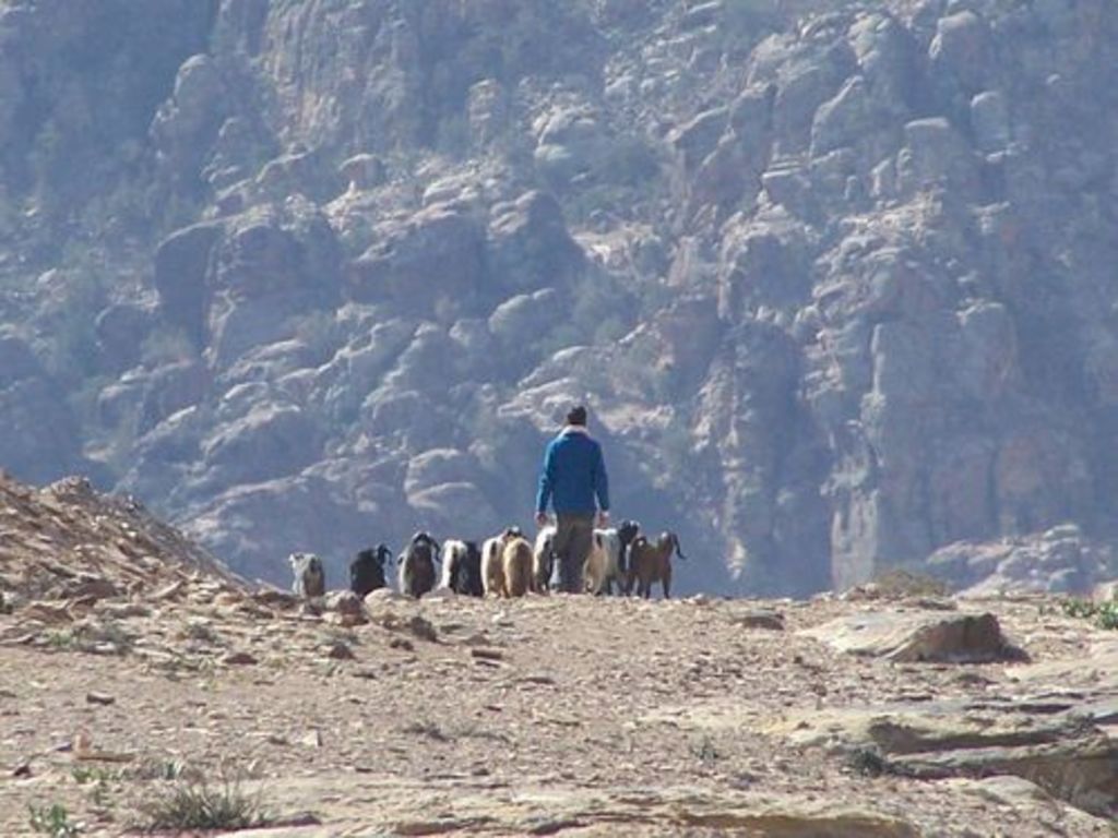 Fig. 48: Sebastian Hoffman directing goats on Umm al-Biyara..