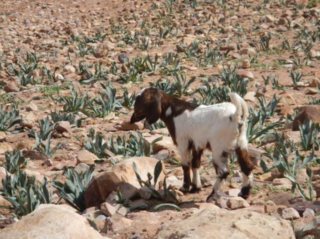 Fig. 33: And yet others take picture of young goats and sheep in order to show to their families