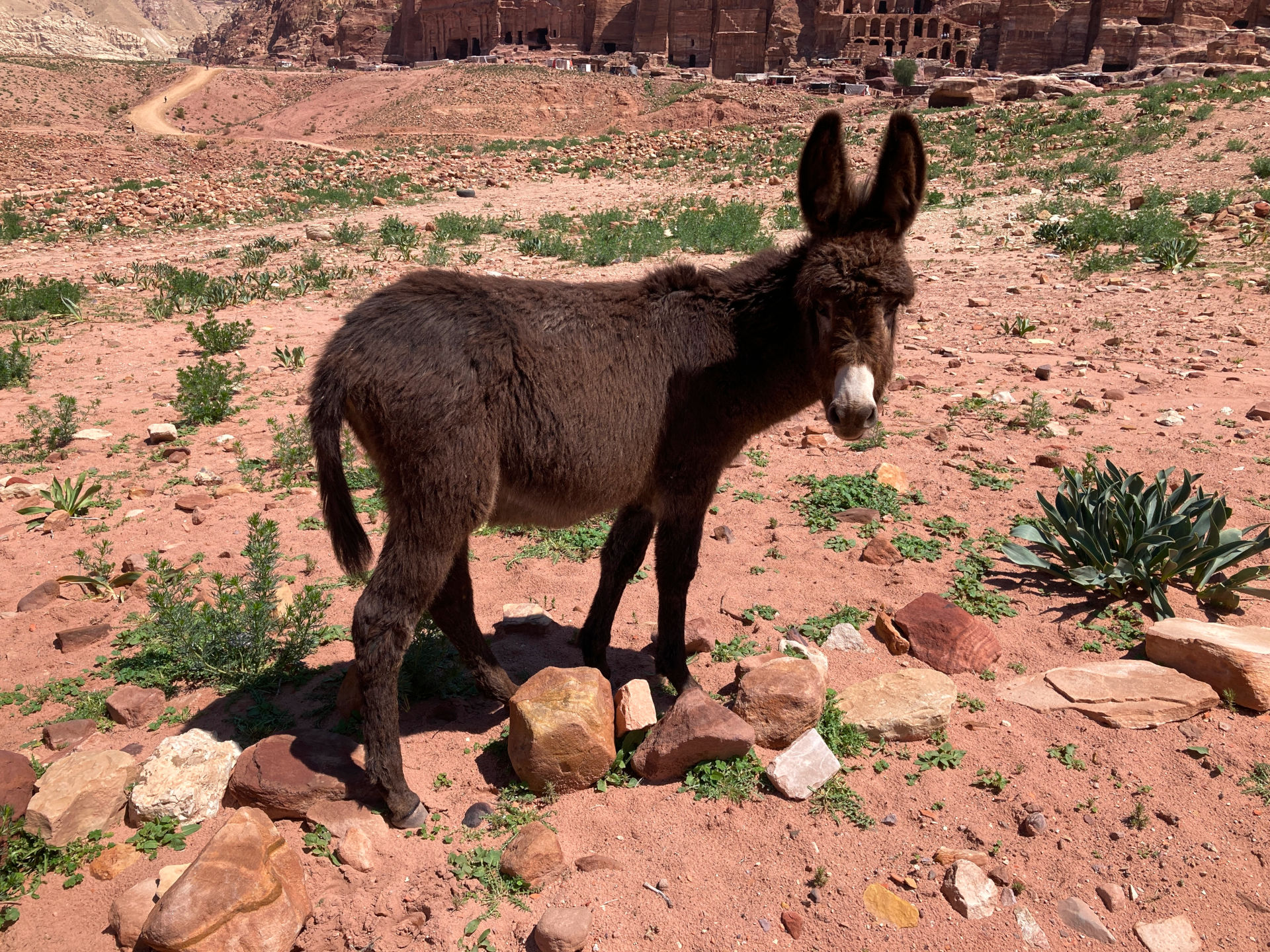 Fig. 14: Little donkey visting sounding 1 every day and grazing nearby (photo: André Barmasse).